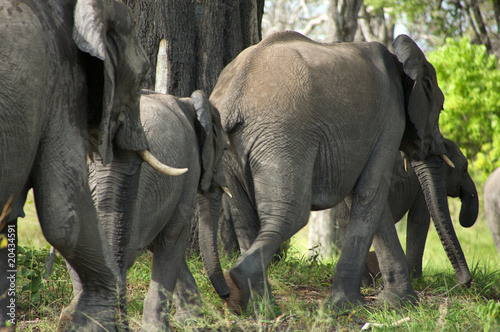Elephants in Moremi Nature Reserve in Botswana