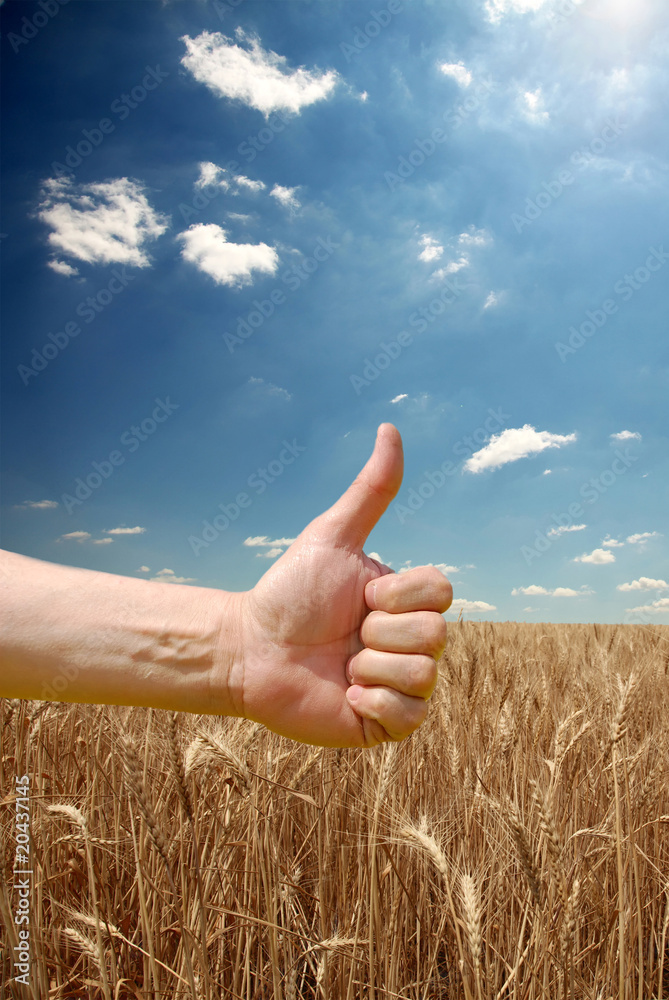Farmer's hand symbolize this year's good harvest on yellow wheat Farmer's hand symbolize this year's good harvest on yellow wheat