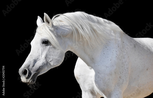 white horse isolated on black © Viktoria Makarova