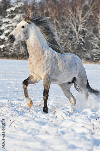 white horse run gallop in winter © Viktoria Makarova