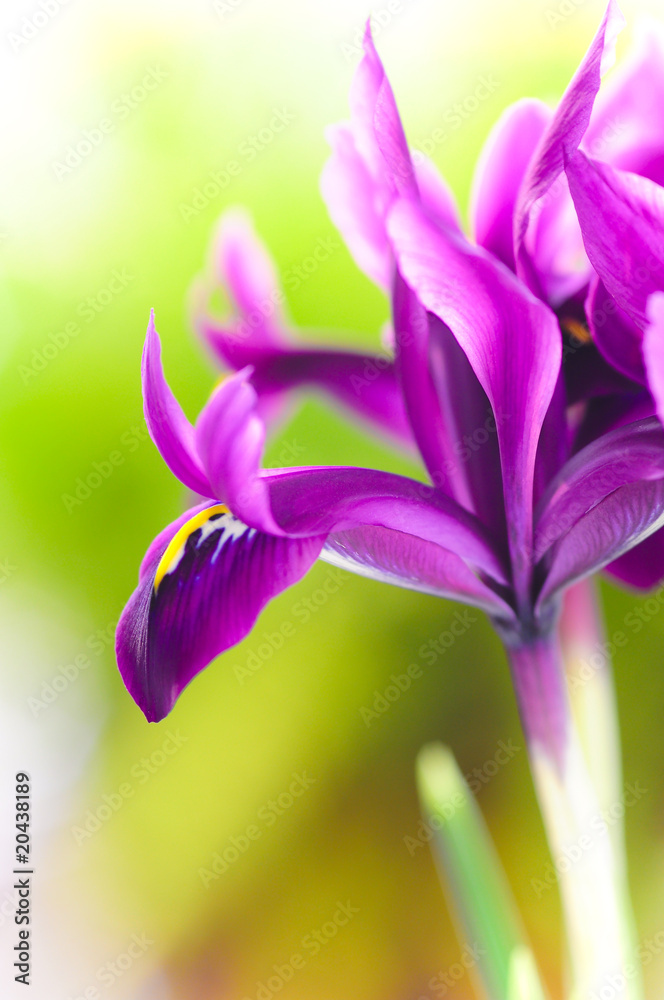 Fototapeta premium iris dream