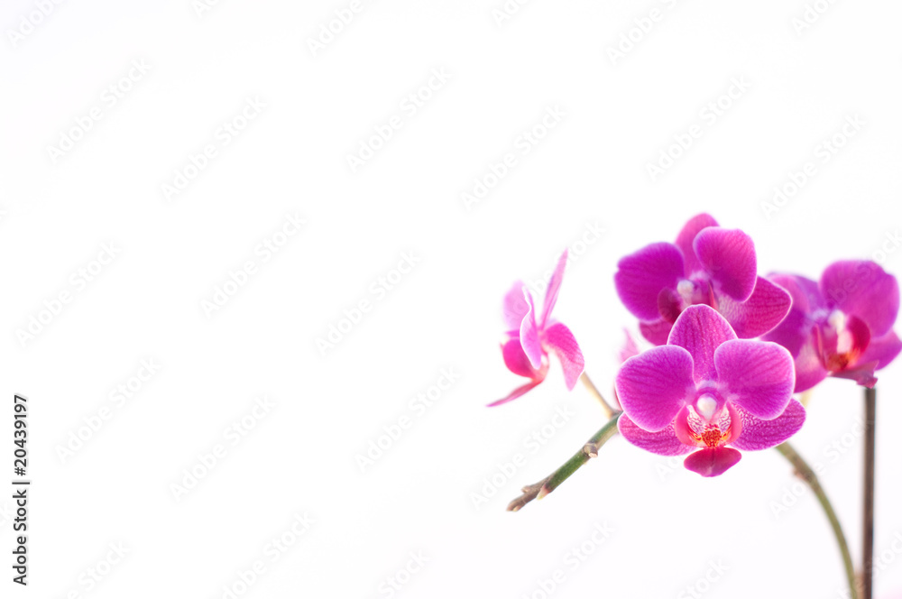Orquidea Lila Orquidea Lila