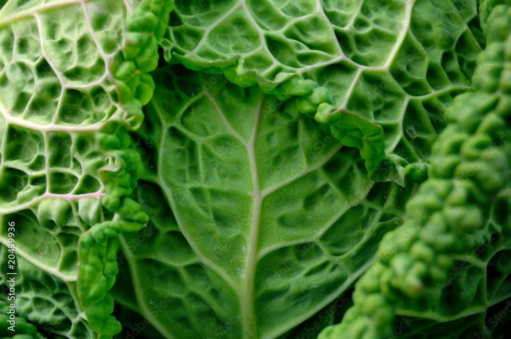 Cabbage Cabbage
