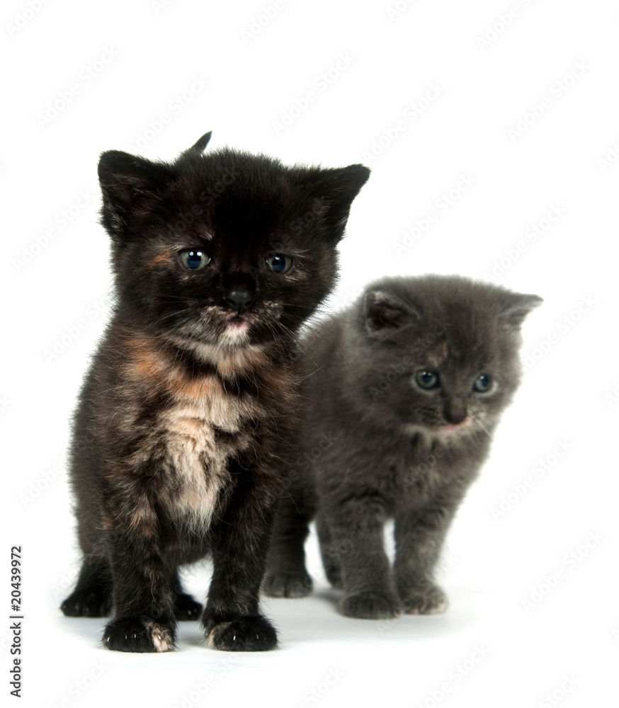 Two kittens playing Two kittens playing