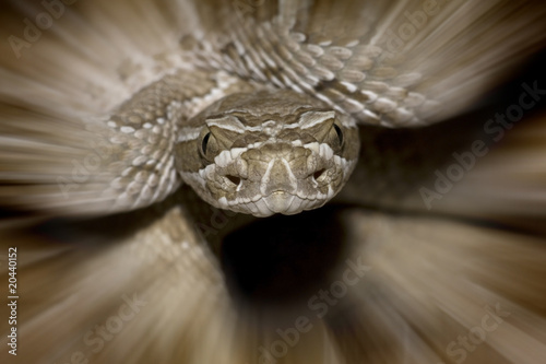 Snake