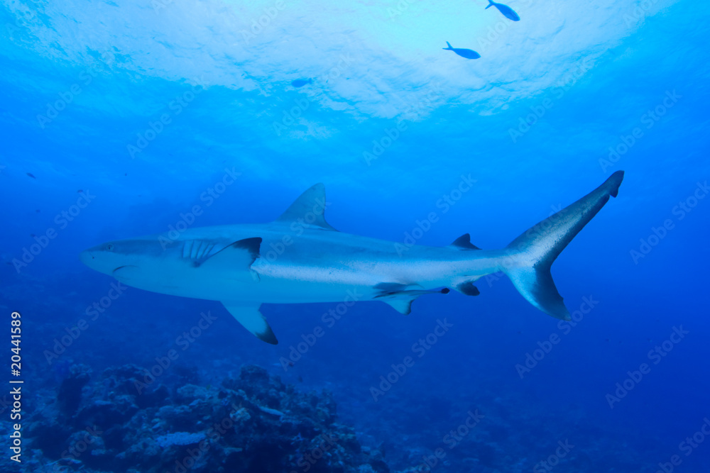 Obraz premium Black Tip Reef Shark