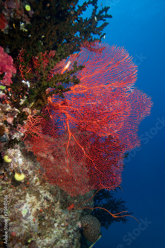 Red sea fan, Fiji