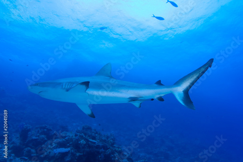 Black Tip Reef Shark