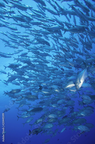 Schooling fish, Fiji #20441599