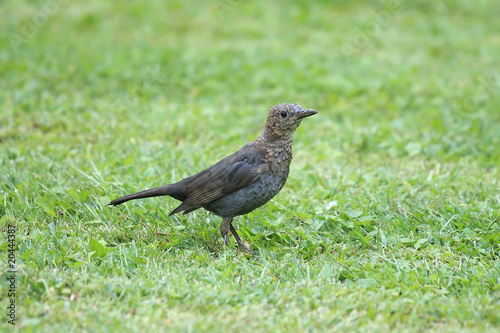 A cute blackbird © Arpad