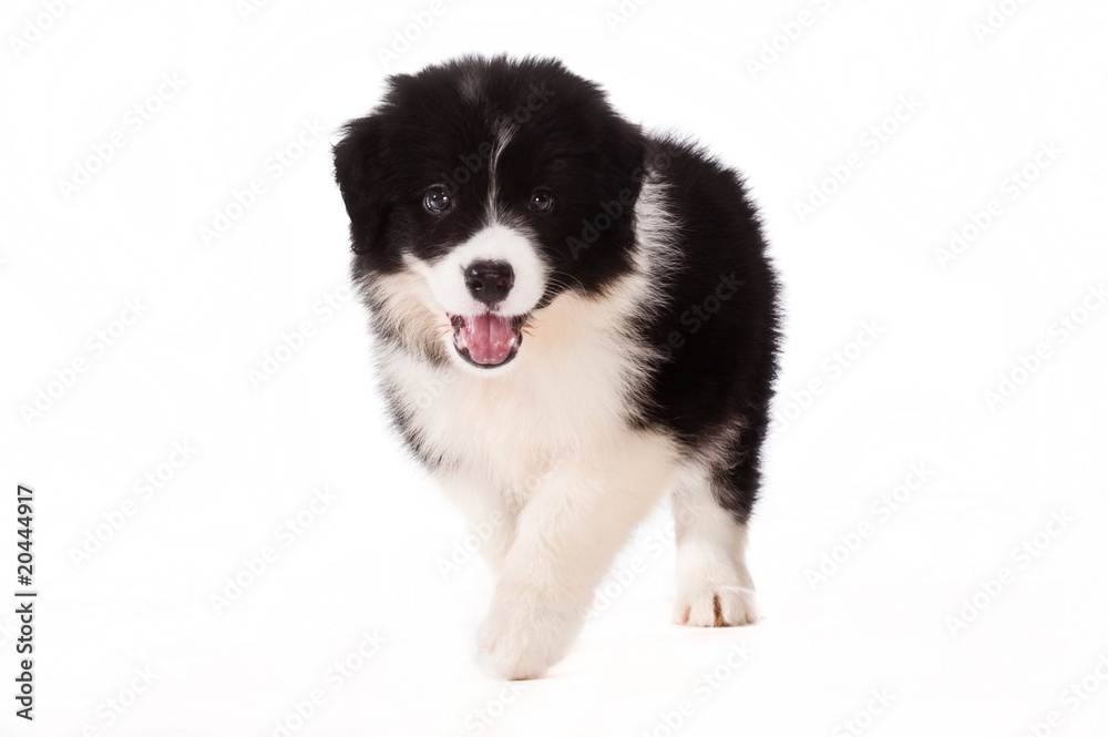 Puppy Puppy