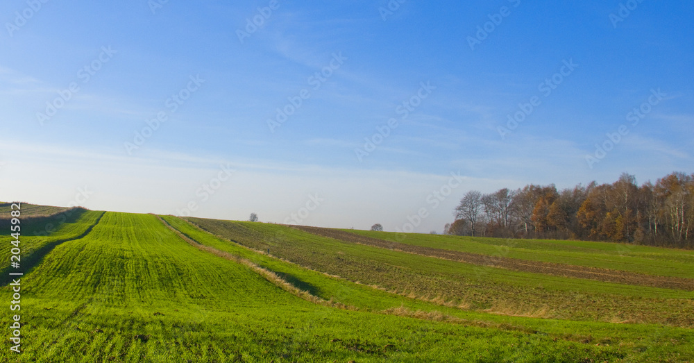 Fototapeta premium spring