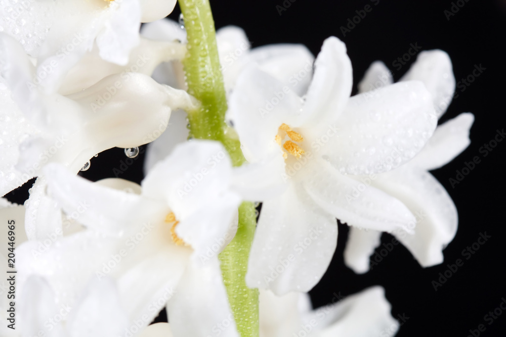 white pearl hyacinth white pearl hyacinth
