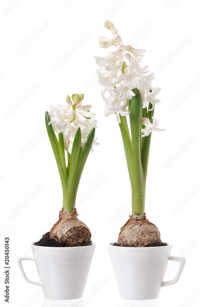Hyacinth bulbs and flowers in a white cups