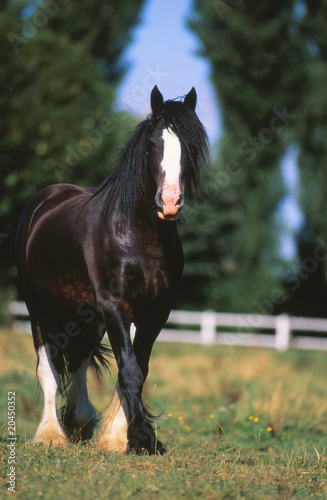 Obraz na płótnie Cheval de trait shire de face dans la campagne