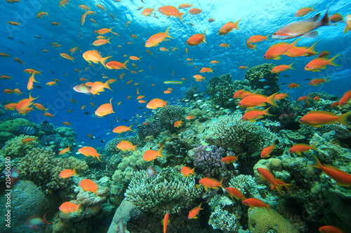 Tropical fish on a coral reef