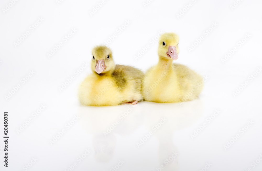 Gänseküken