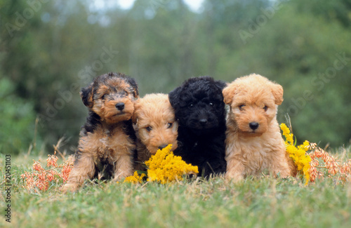 Fotografie Adorable groupe de chiots Lakeland terrier assis en extérieur