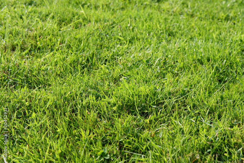 prato verde prato verde