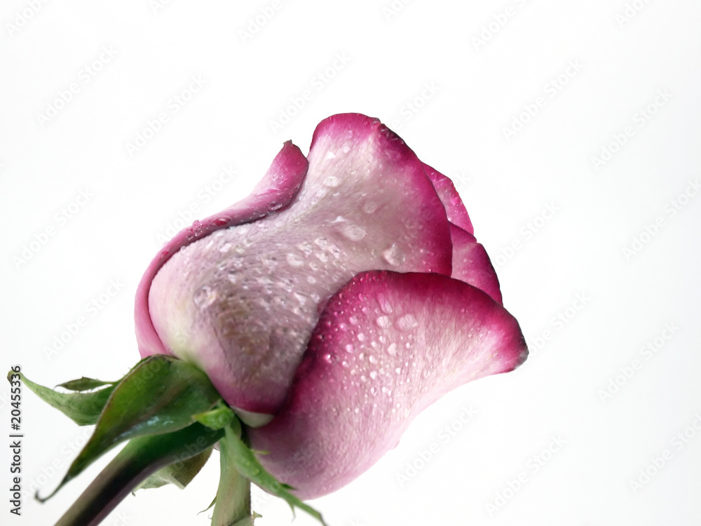 Fototapeta premium Pink rose