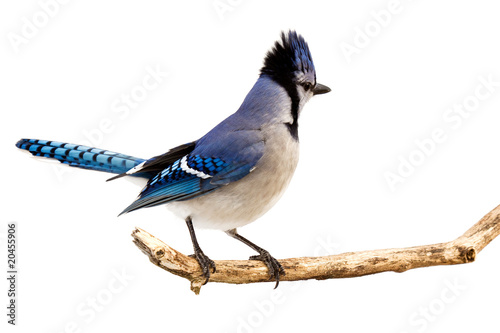 a bluejay surveying the area while standing on a branch