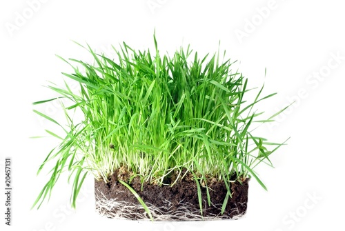 grass from roots