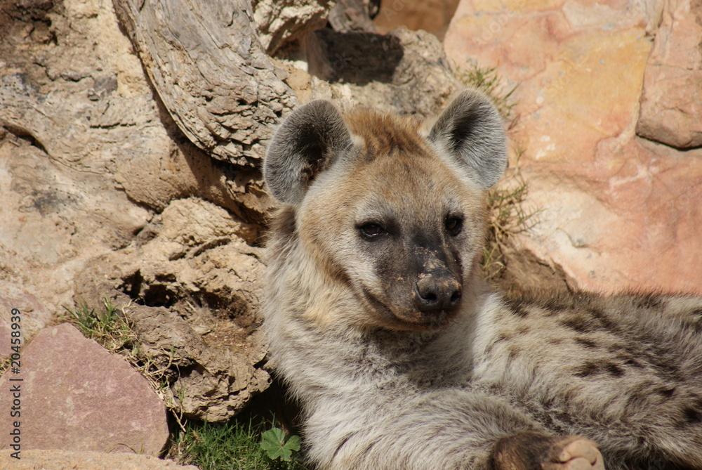 Spotted Hyena