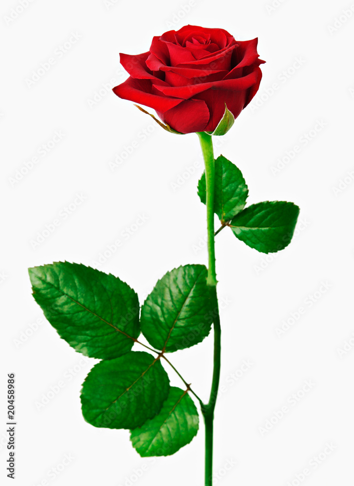 Obraz premium rote rose