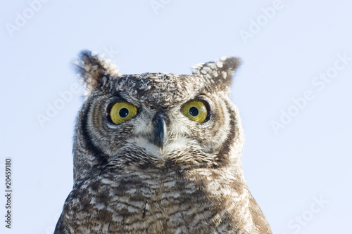 eurasian eagle owl © Wollwerth Imagery