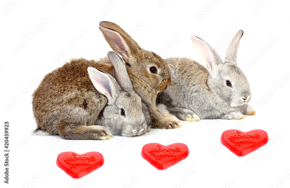 Obraz premium Curious young rabbits