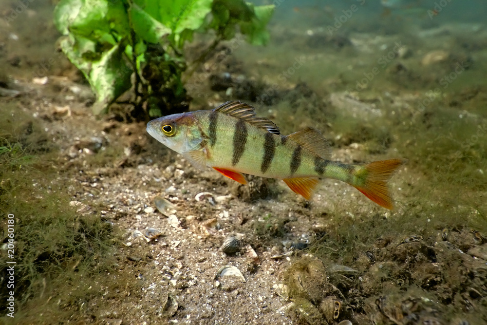 Perch in the lake