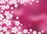 cherry blossom - sakura
