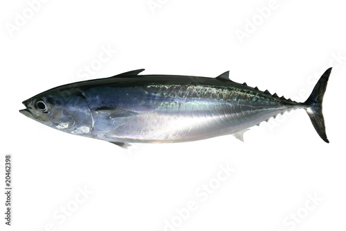 Auxis thazard saltwater frigate tuna fish
