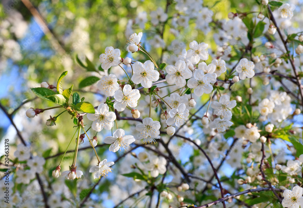 white blossoming cherry tree twig