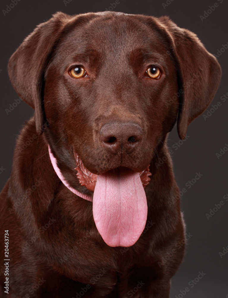 brown labrador dog