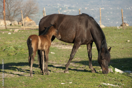 mare and foal