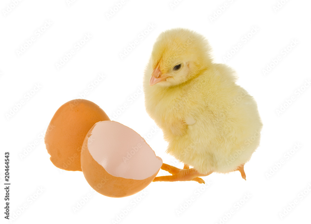 Fototapeta premium chick near the shell