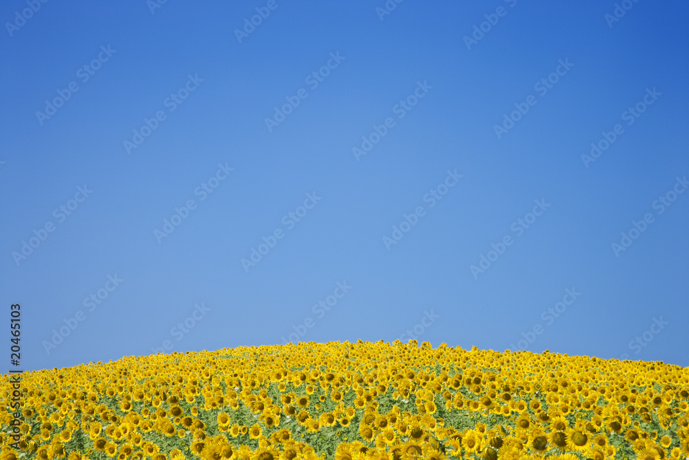 Fototapeta premium Sunflower Field