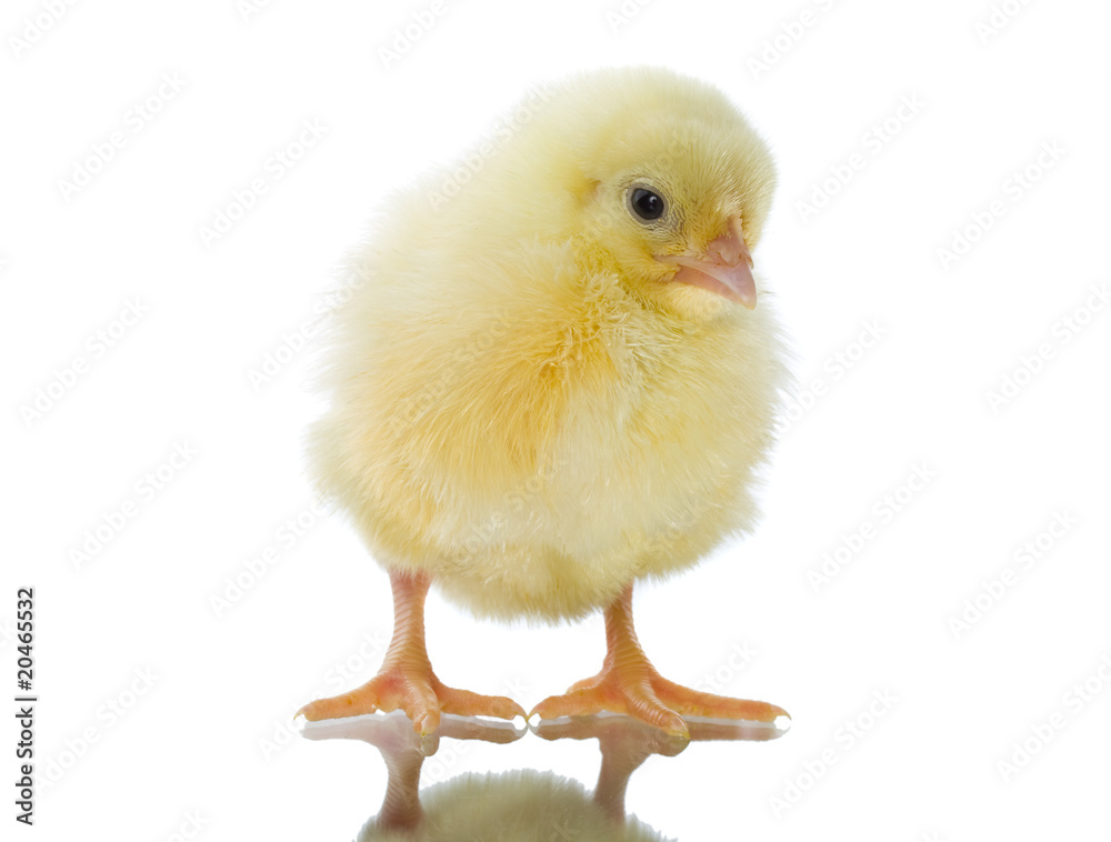 Fototapeta premium single chick