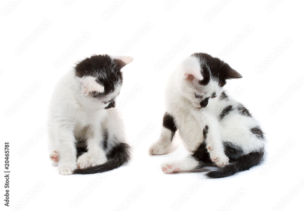 black and white kittens sitting black and white kittens sitting