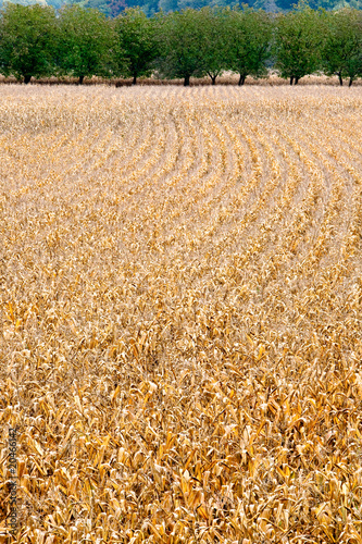 Ripe corn fields