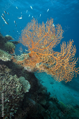 Coral  Fiji