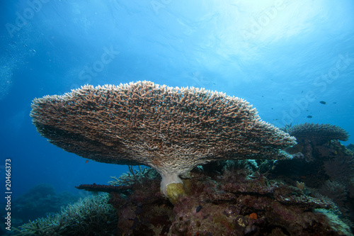 Fototapeta Naklejka Na Ścianę i Meble -  Coral, Fiji