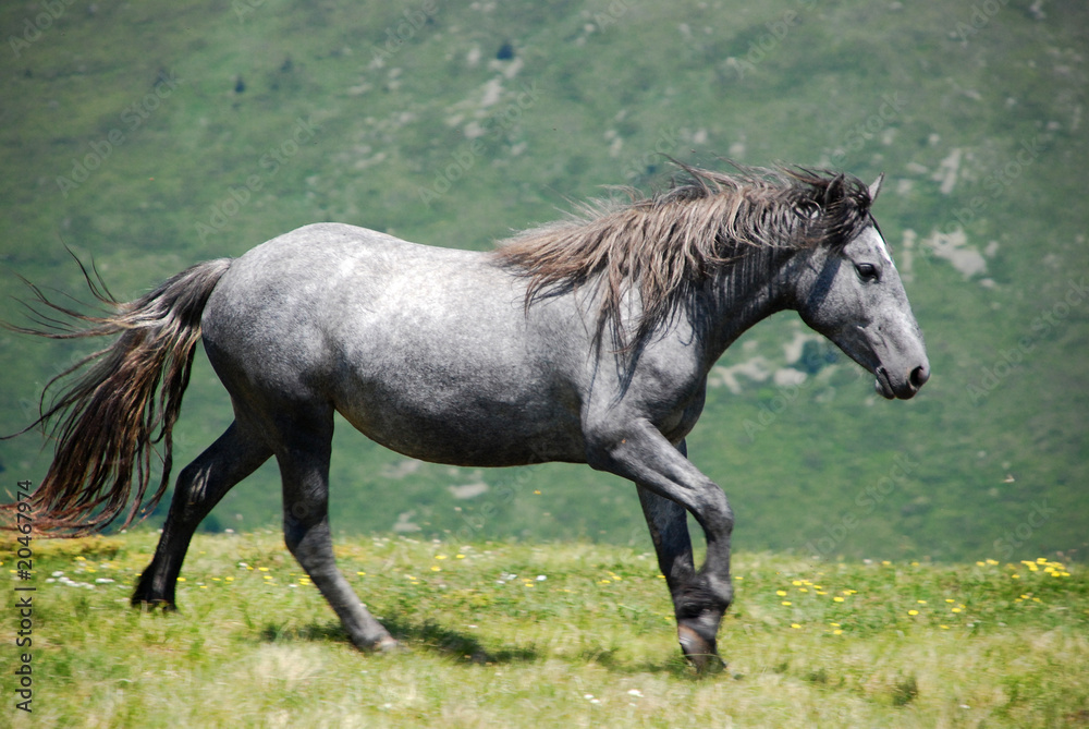Fototapeta premium wild horses free in nature