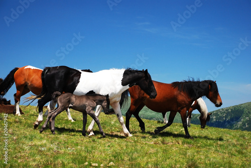 wild horses free in nature