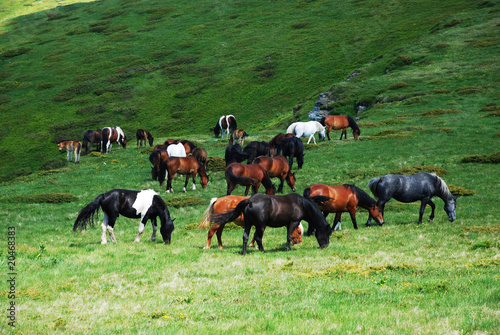 wild horses free in nature © Stanisa Martinovic