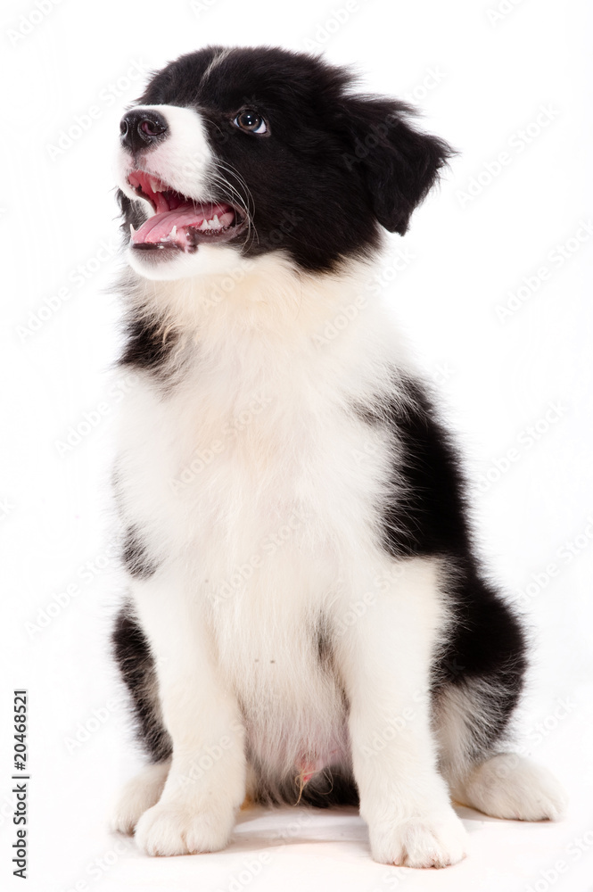 Puppy Puppy