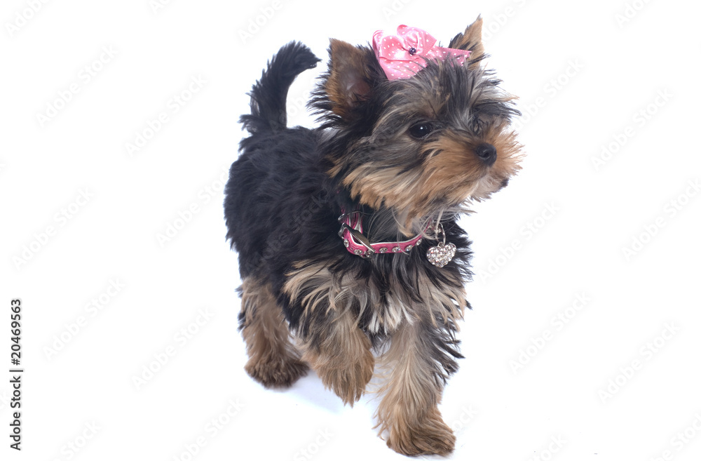 jeune chien yorkshire de 3 mois jeune chien yorkshire de 3 mois