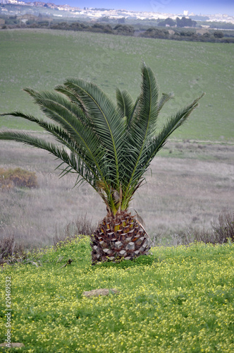 Fotografie Palma
