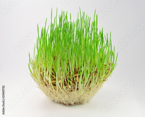grass on a gray background